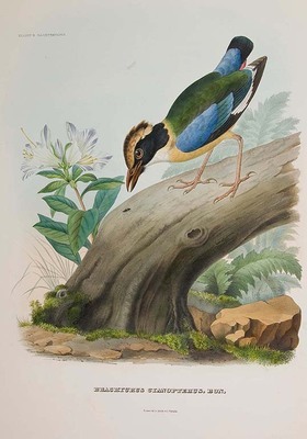 3018
<br/>
A monograph of the Pittidae or, family of ant thrushes.
<br/>
<em></em>